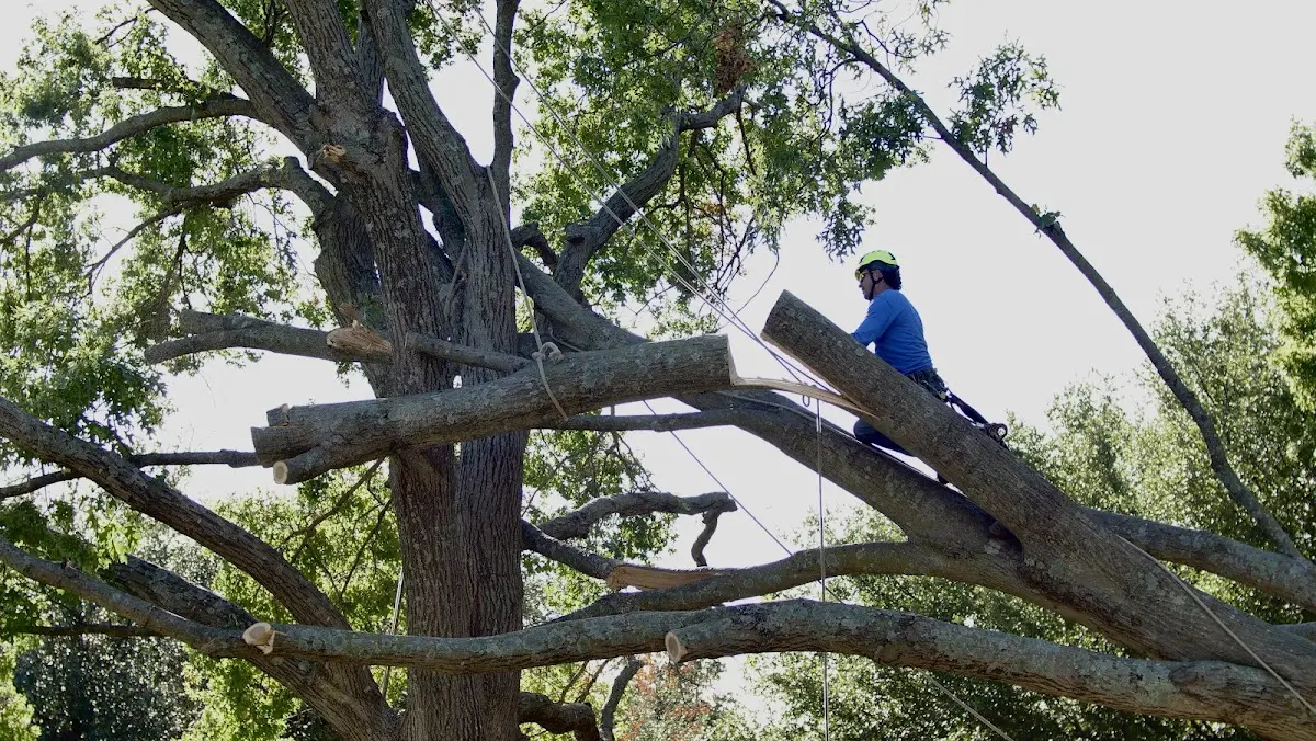 Professional Hazardous Tree Removal performed by certified arborists in Princeton
